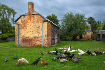 Historic farmyard barn in Tasmania with chickens and ducks grazing in the foreground. 