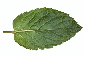 Obraz premium Peppermint leaf, Asian organic herb and spice concept, Natural organic healthy plant.