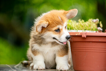 Cute corgi puppy in flowers