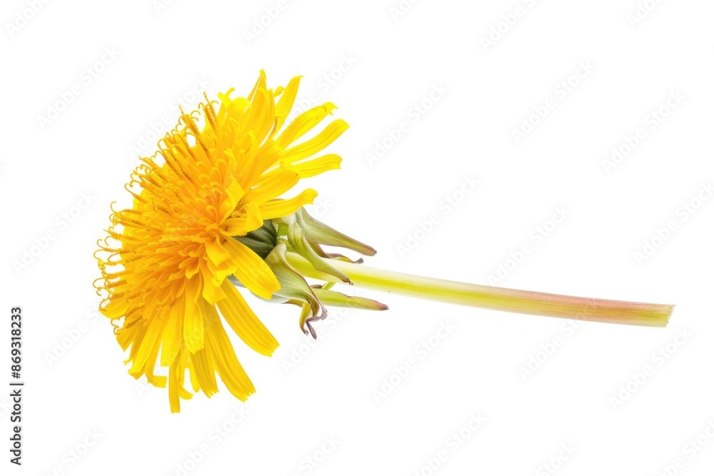 Poster A single yellow dandelion flower on a white background, suitable for use in illustrations or designs where a simple and natural element is needed