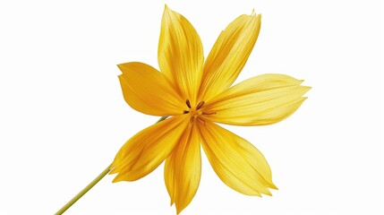 A single yellow flower sitting on a stem against a white background, great for use in designs about simplicity and elegance