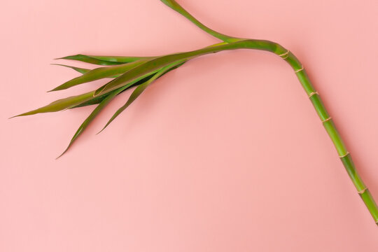 Green bamboo on peach background