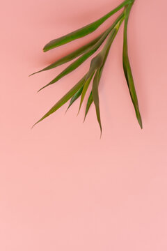 Green bamboo on peach background