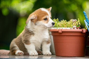 Cute corgi puppy in flowers