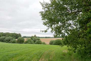 Rustic Countryside Field and Trees