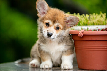 Cute corgi puppy in flowers