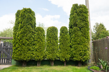 Trimmed Topiary Trees in a Lush Garden Setting