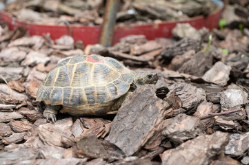 Close-Up of a Tortoise Crawling on Forest Bedding