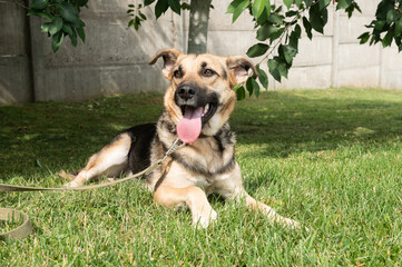 Happy Dog Relaxing on Green Grass in Sunshine