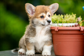 Cute corgi puppy in flowers