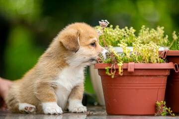 Cute Pembroke Welsh Corgi puppy in flowers