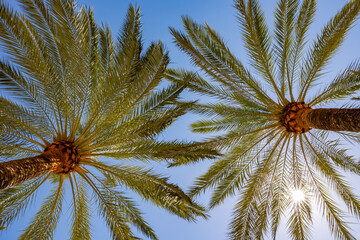 palm tree against sky