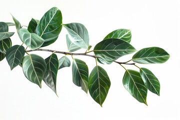 Fototapeta premium A detailed view of a plant's foliage, ideal for use in articles about botany or as a design element