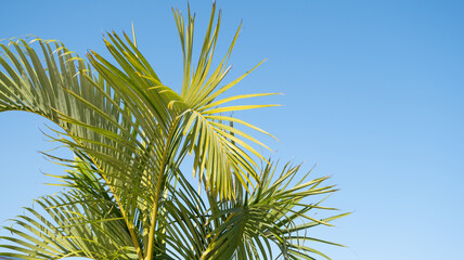 Fototapeta premium palm trees on the background on sky background