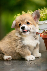 Cute Pembroke Welsh Corgi puppy in flowers
