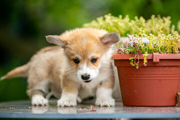 Cute Pembroke Welsh Corgi puppy in flowers