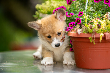 Cute corgi puppy in flowers