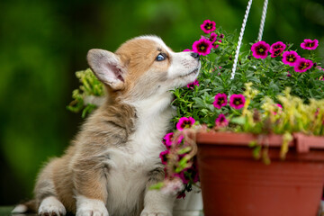 Cute corgi puppy in flowers