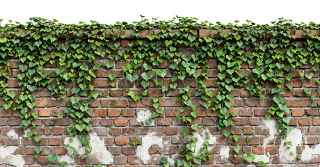 Brick Wall with Climbing Ivy Vines on Transparent Background: Natural and Rustic Design Element