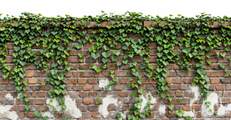 Brick Wall with Climbing Ivy Vines on Transparent Background: Natural and Rustic Design Element