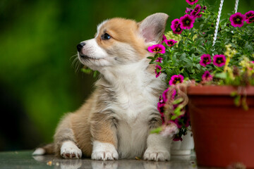 Cute Pembroke Welsh Corgi puppy in flowers