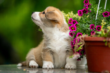 Cute corgi puppy in flowers