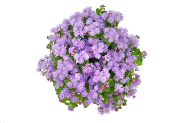 top view of a purple blooming flossflower bush, Ageratum houstonianum isolated on white background