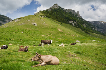 Obraz premium Herd of cows on the mountain