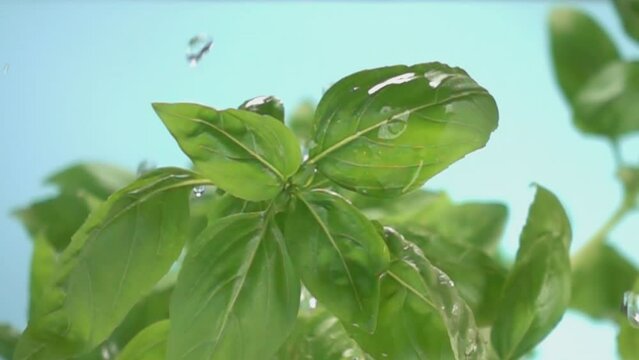 basil leaves herb watering with rain slow motion