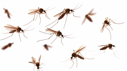 mosquito isolated on white 