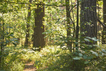 leśna ścieżka  © Marcin Łazarczyk