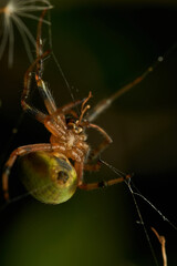 A green lemon spider in its web