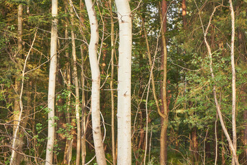 drzewa,las  © Marcin Łazarczyk