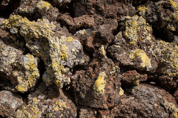 Lichen on volcanic rocks, Lanzarote, Spain