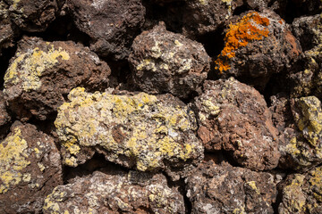 Lichen on volcanic rocks, Lanzarote, Spain