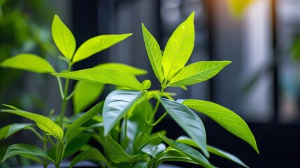 Obraz premium leaves
