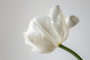 Delicate White Tulip in Soft Light