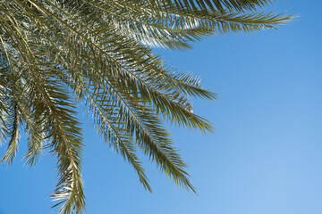 palm trees on the background on sky background