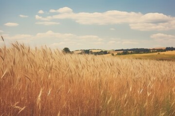 Obraz premium Wheat field landscape outdoors horizon.