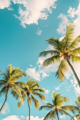 Palm trees sky outdoors nature.