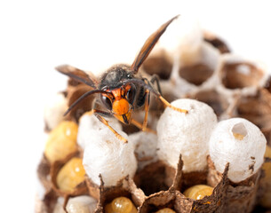 asian hornet in studio