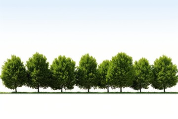 Obraz premium Row of green trees and shrubs landscape outdoors nature.