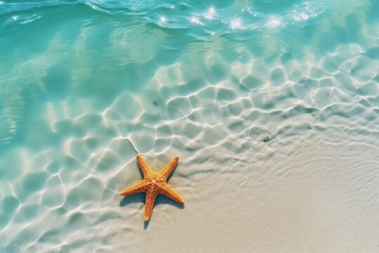 Starfish on the sand beach backgrounds starfish outdoors. 