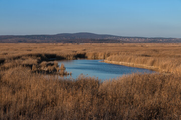 Landscape with reeds.