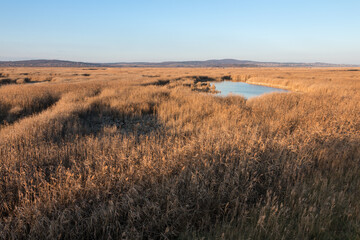 Autumn landscape with dense reeds.