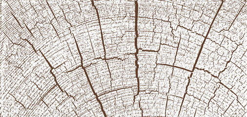 Distressed wood overlay textured. Old wooden design element. Cross section tree rings cut slice. Brown tree texture on white background. Wide horizontal long banner. Vector illustration. EPS 10.