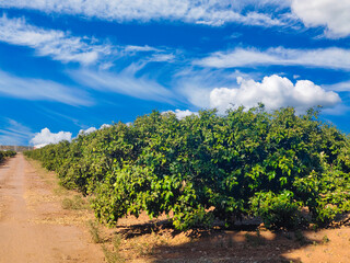 Naklejka premium Spanish agriculture