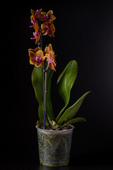 Floral concept. Orchid growing tips.  Most commonly grown house plants. Orchids blossom close up. Orchid flower pink and yellow bloom. Phalaenopsis orchid.