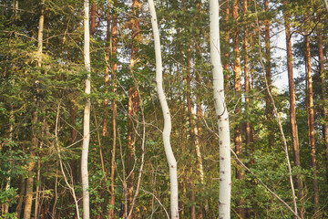 drzewa,las  © Marcin Łazarczyk