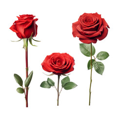 Fototapeta premium Set of red roses isolated on white background, collection of four red rose heads, PNG image, PNG files